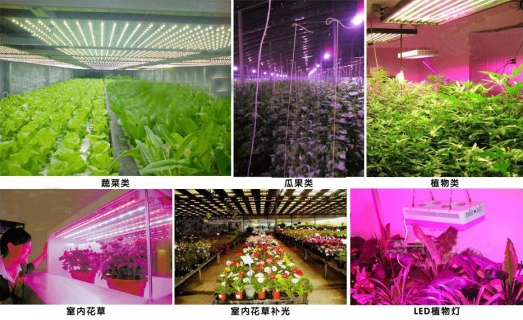 1640744547312973.jpg 植物生長(zhǎng)燈應(yīng)用.jpg